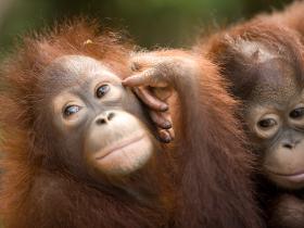Borneo Honeymoon Orang Utans