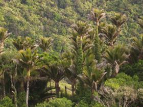 Lush rain forest of the Heaphy Valley