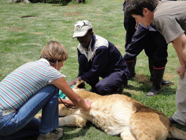 Veterinary assistant jobs in south africa