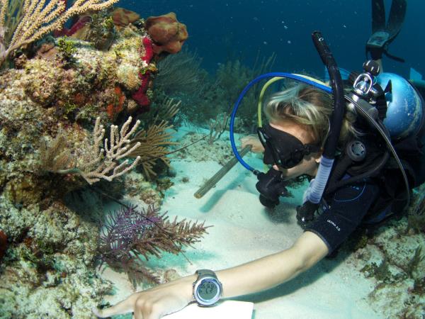 Image of marine conservation in Belize