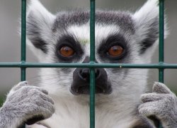 Animal welfare issues in tourism