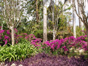 QEII Botanical Gardens, Cayman Islands. Photo by Cayman Islands Tourist Board