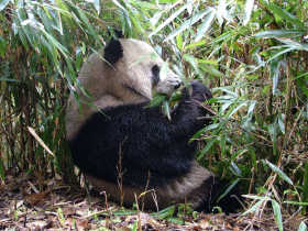 Giant Panda tracking holiday in China