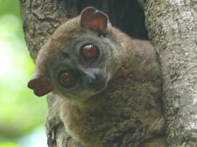 Madagascar wildlife tour