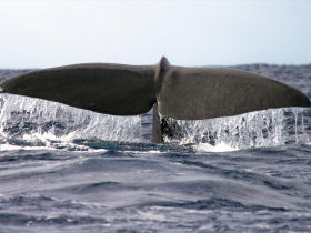 Sri Lanka wildlife & whale watching holiday