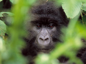 Gorilla photographic tour in Rwanda