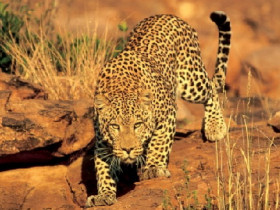 Kenya and Tanzania safari adventure