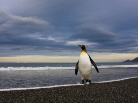 Antarctica, Falklands and South Georgia cruises