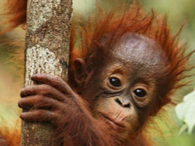 Orangutan volunteer programme in Borneo