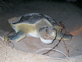 Cape York tours in Queensland, Australia
