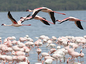 Kenya Lodge Safari