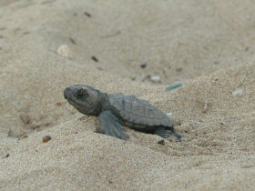 Turtle volunteering in Greece