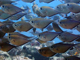 Marine conservation holiday in Madagascar