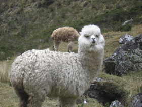 Inca trail & Amazon Rainforest holiday