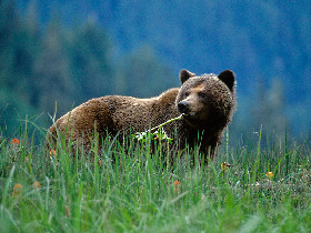 Grizzly Bear watching tour in British Columbia, Canada