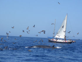 Whale & dolphin watching in La Gomera