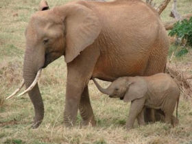 Volunteer project in East Africa, wildlife and community