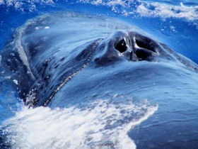 Humpback whale photography expedition, Tonga