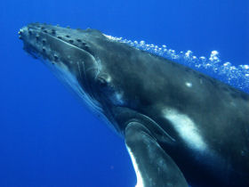 Humpback whale photography expedition, Tonga