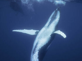 Humpback whale photography expedition, Tonga