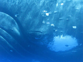 Swim with humpback whales, Tonga