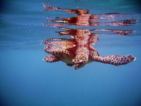 Marine conservation project in Seychelles