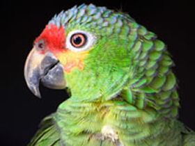 Marine conservation holiday in Belize