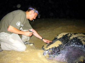 Trinidad turtle conservation project