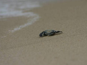 Trinidad turtle conservation project