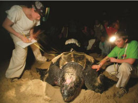 Trinidad turtle conservation project