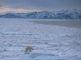 Wildlife cruises to Spitzbergen, Greenland and Iceland