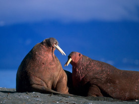 Wildlife cruises to Spitzbergen, Greenland and Iceland