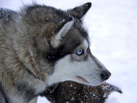 Finland winter activity holiday & Northern Lights