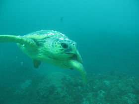 Mozambique