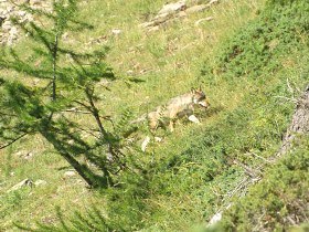 Alpine Wolf tracking holiday, France