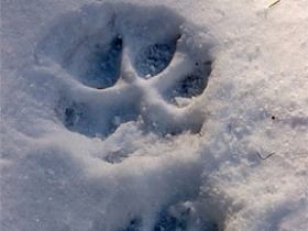 Alpine Wolf tracking holiday, France