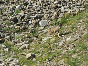 Alpine Wolf tracking holiday, France