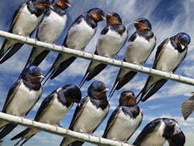 Wildlife photography sailing holiday in Greece