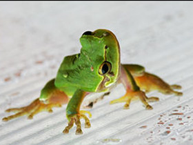 Wildlife photography sailing holiday in Greece