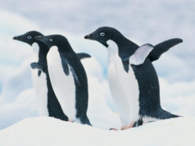 Classic Antarctica cruise