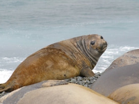 Classic Antarctica cruise