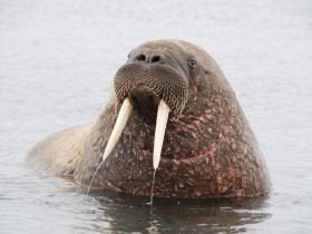 Spitsbergen Arctic cruises
