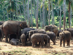 Small group holiday to Sri Lanka