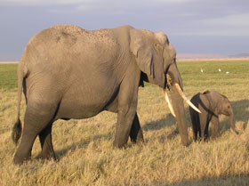 Kenyan safari & beach holiday