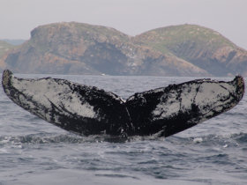 Newfoundland holidays, whale watching & wildlife