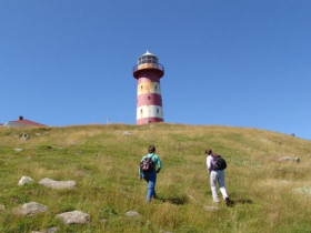Newfoundland holidays, whale watching & wildlife