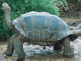 Galapagos holidays, Ecuador