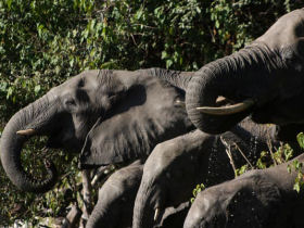 Botswana camping safari