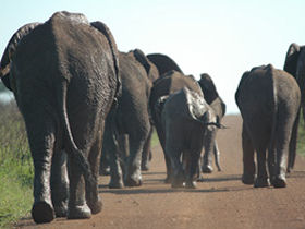 South Africa and Swaziland safari