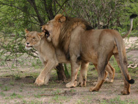Mozambique safari and beach holiday